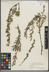 Foto von Salix repens subsp. repens L.